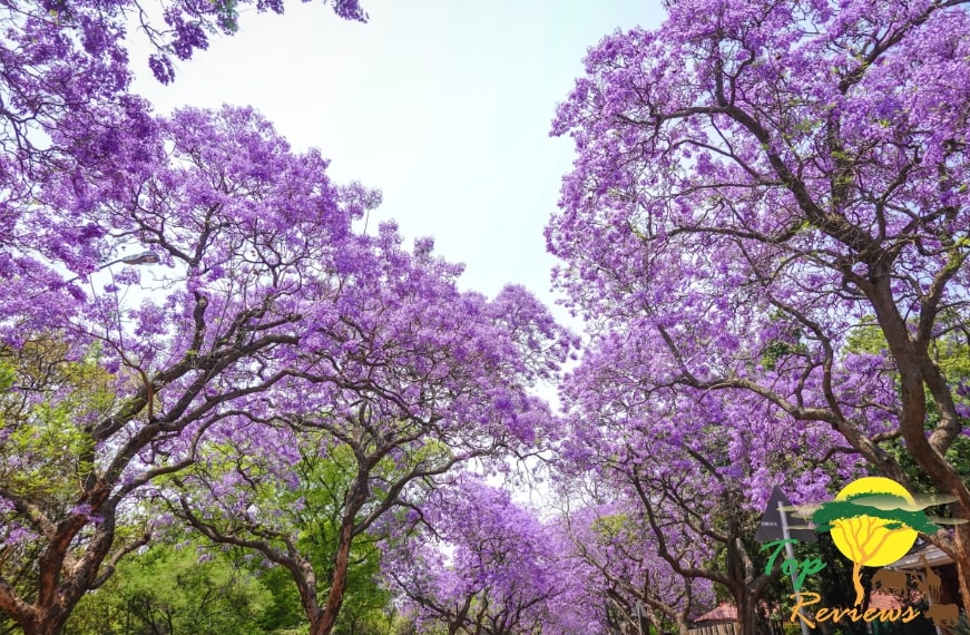 Featuring The Best of Pretoria’s Photo Spots