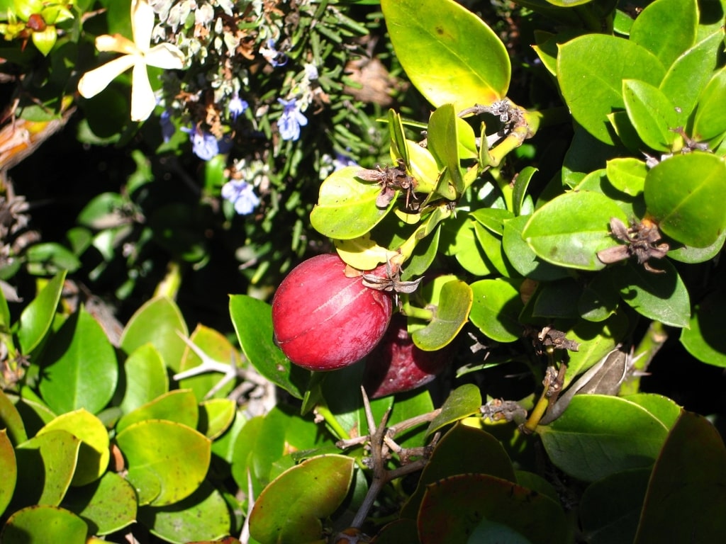 What Are 20 Indigenous Plants in South Africa [2025]