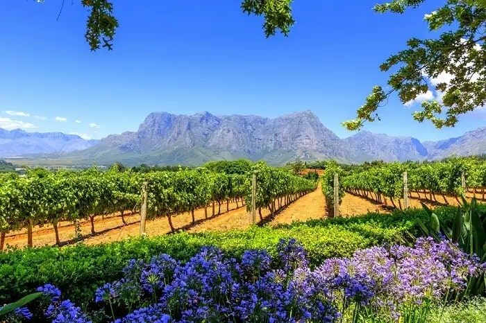South Africa boasts the world’s longest wine route.