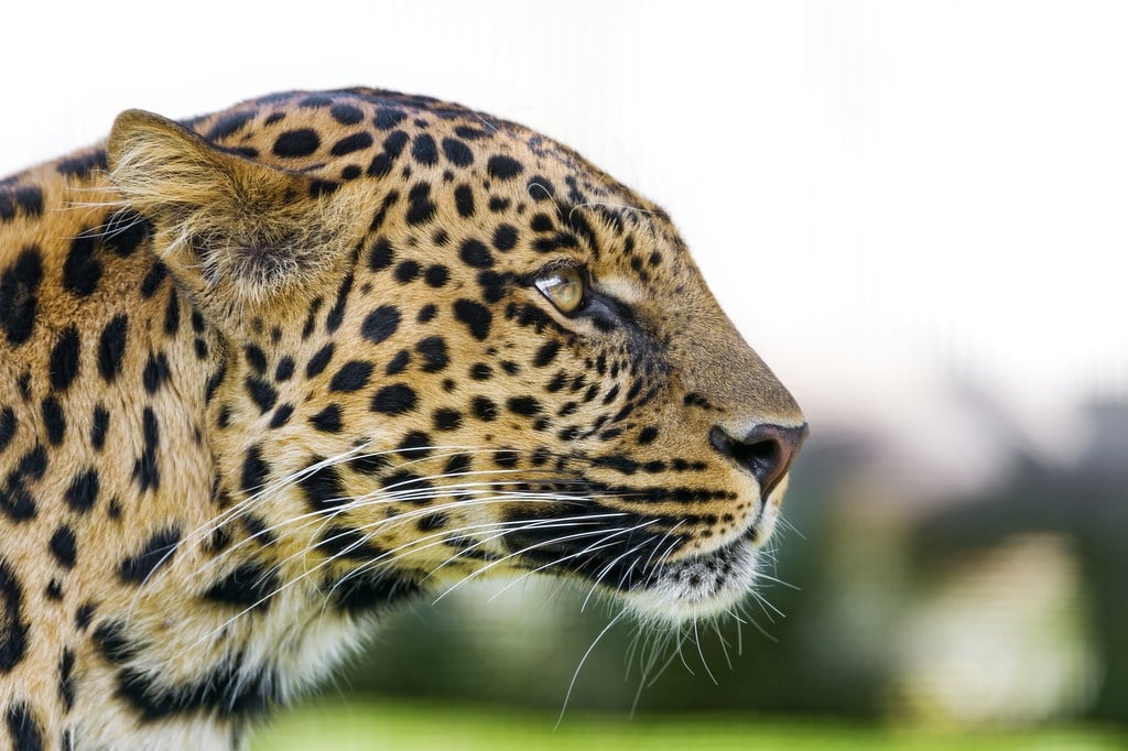 South Africa has some of the world’s most varied wildlife.
