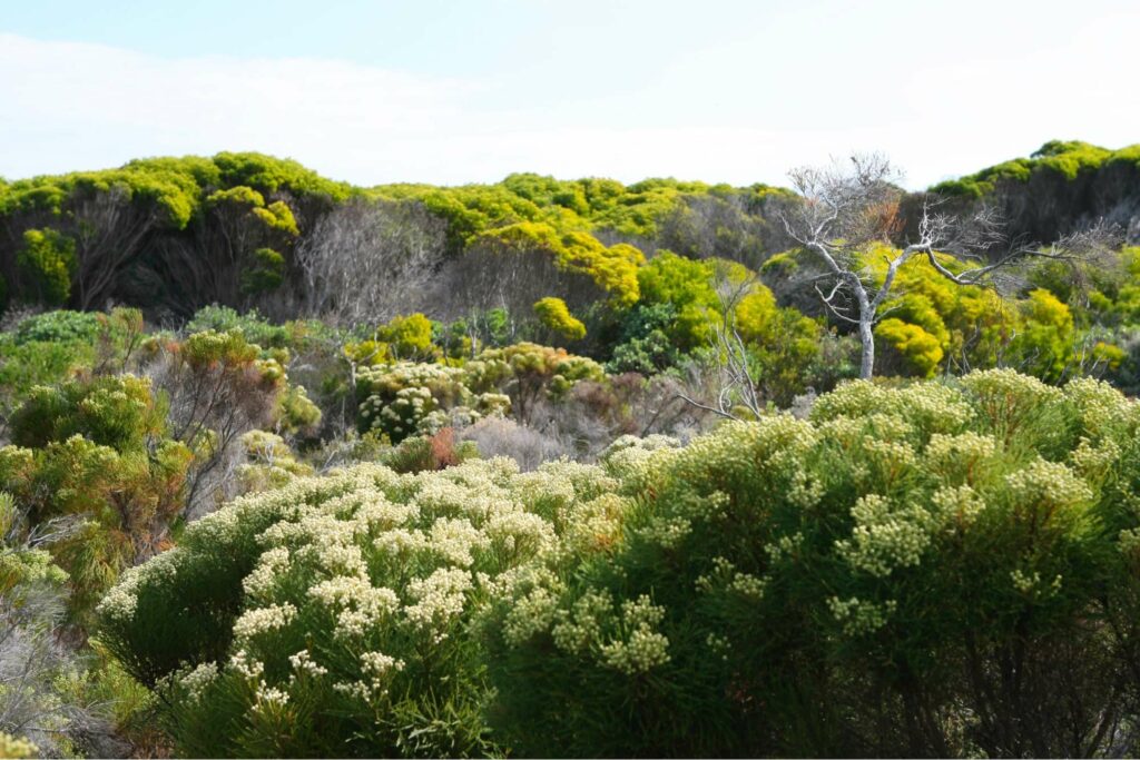 South Africa is part of the six floral kingdoms.