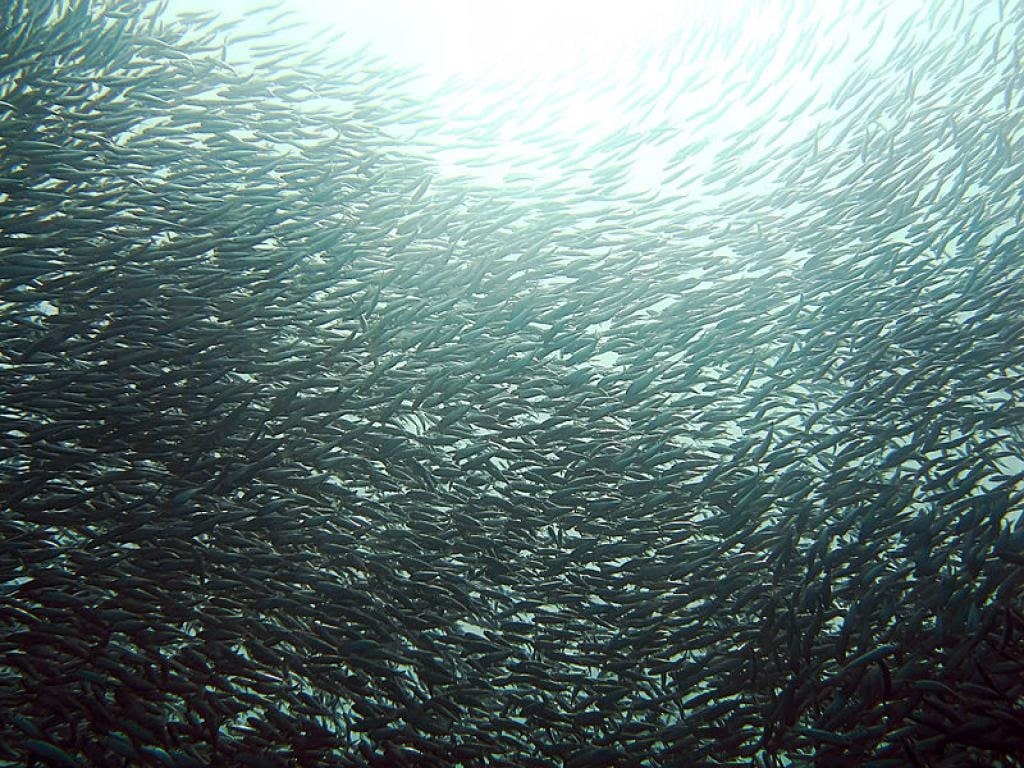 South Africa’s fish migration can be seen from outer space.