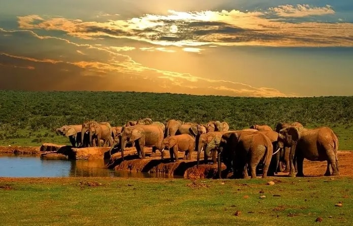 Addo Elephant Park