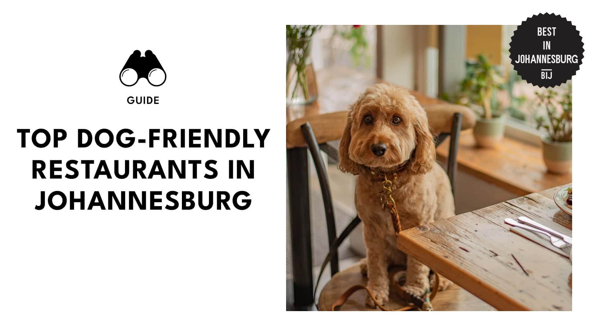 Paws and Dine Johannesburg's Top Dog-Friendly Restaurants