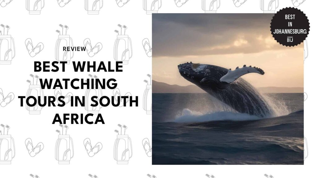 best-whale-watching-tours-south-africa-banner